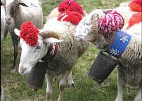 moutons décorés