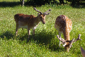 daims du parc du Prieuré du Luc