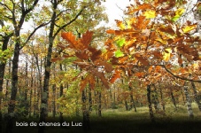 bois de chênes du luc